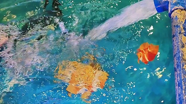 在家里养了锦鲤#锦鲤 #特效#创意