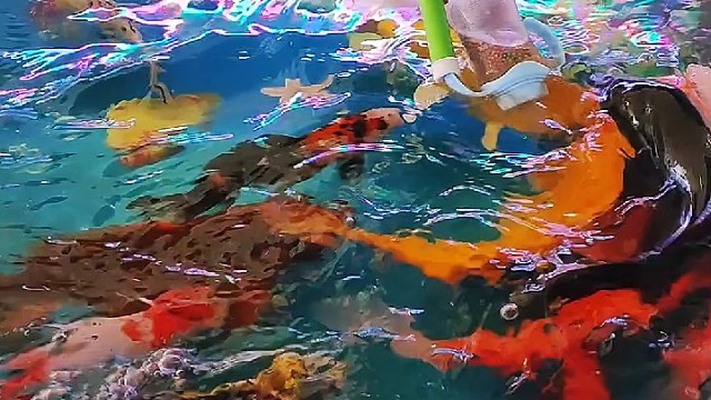 喂鱼也不能耽误吃饭呀#喂鱼 #特效 #吃饭