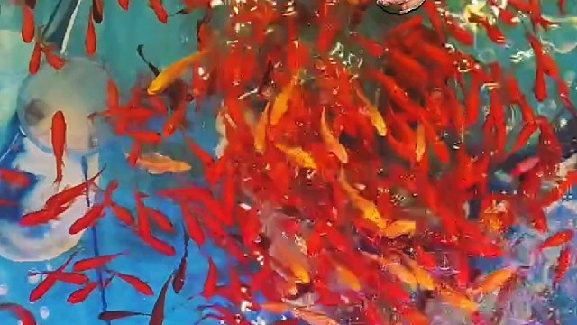 瓷砖底下看我养了多少金鱼#观赏鱼 #特效 #创意