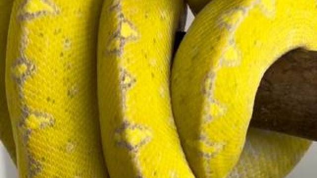 野生动物零距离~