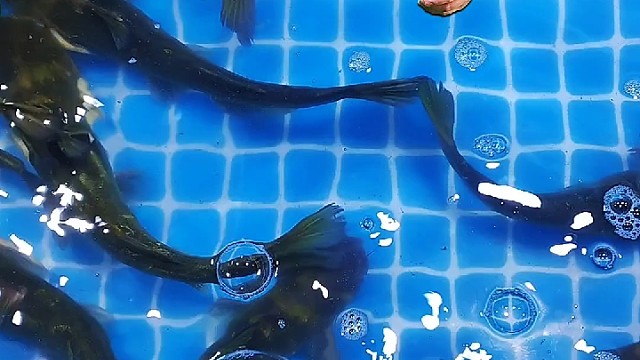 养了几十条昂刺鱼，饿了在吃饭。#鱼#特效#创意