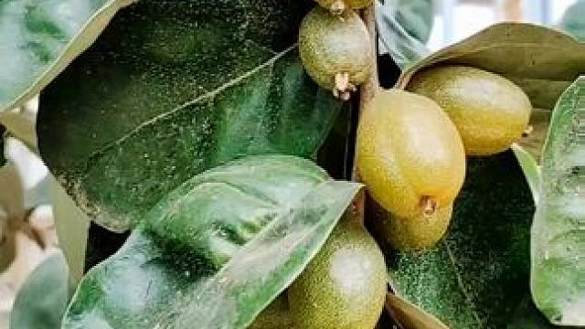 这个是云南的葡萄#羊奶果 #香甜可口 #我的乡村生活 #有一种叫云南的生活