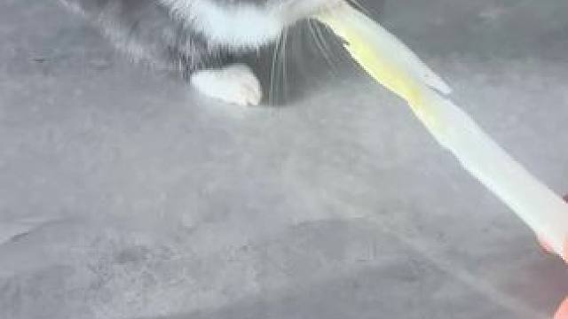 明年的今天吃烤兔
#小兔兔 #烤兔子