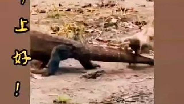 早安世界！自然界动物各种奇特捕食画面大全 ！弱肉强食的动物世界 ，动物世界的战斗 ，看动物世界品百味