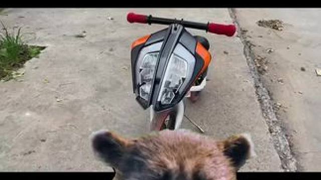 #小浣熊是我的万能心情 #让骑行成为一种生活 #小骑手冲啊