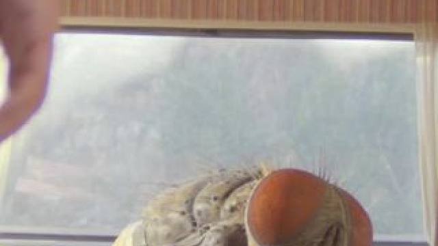 原来苍蝇也可以这么萌