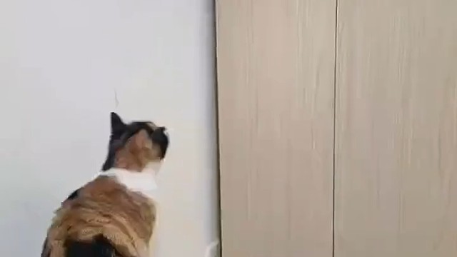 古有马失前蹄，今有猫失后蹄[捂脸]