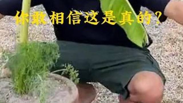 不可思议的事情发生了 #嫁接技术 #奇怪农作物 #削皮神器