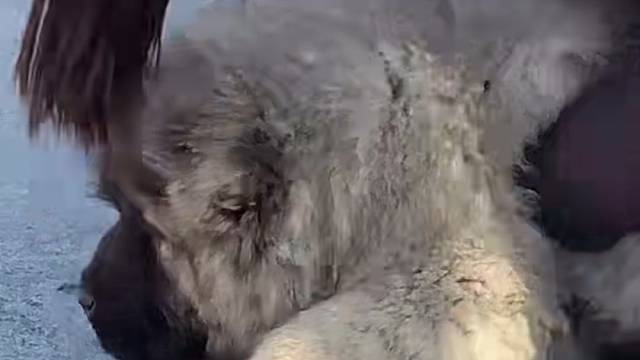 精品高加索