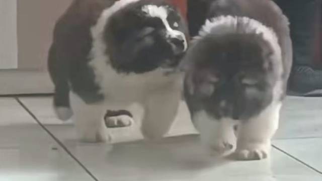 我发布了一个新视频，快来围观吧！