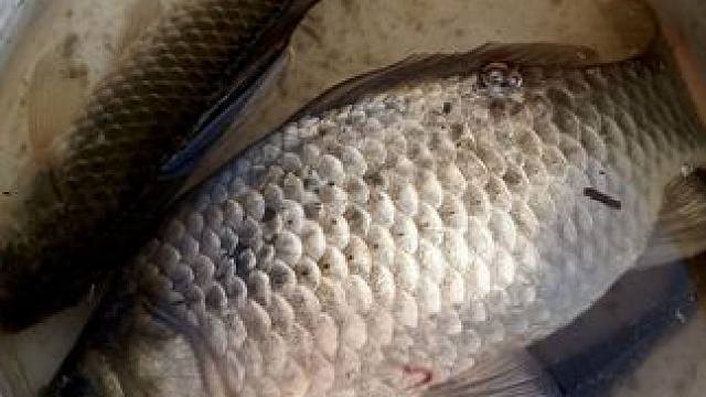 3号袖直飞斤鲫？大腿都拍肿了，幸好有新手补偿 没带抄网，斤鲫到了水面没挣扎了，就想试着提起来，刚一用