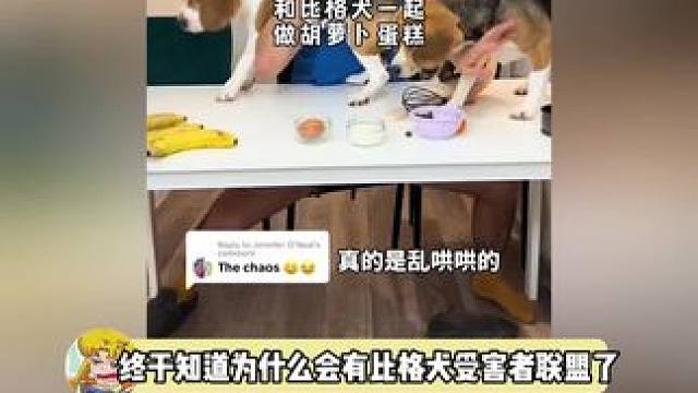 比格犬好活泼好可爱！！！前提是不是自己养的.....