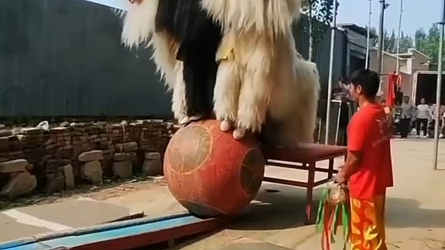 三只师子滚秀球第一次见可有难度哟[赞]