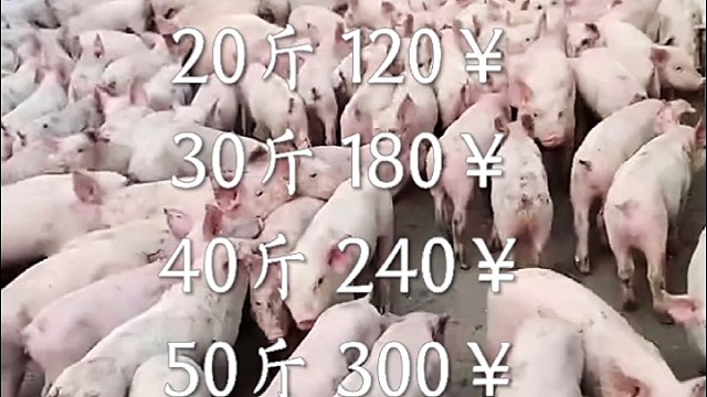 2月28日仔猪今日行情