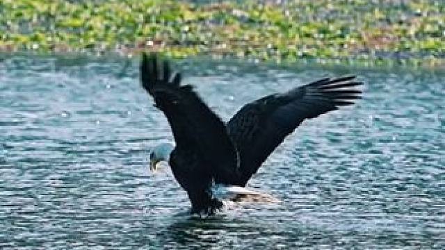 #国外视频分享 #奇妙的动物 #白头海雕