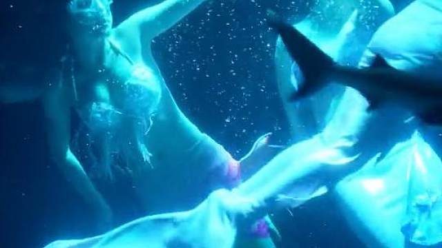 想做一条回归海洋的鱼 #海洋生物 #美人鱼 #极地海洋世界 #成都周边游