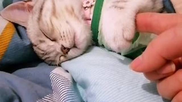 忽略我的剪辑，但是我的小猫它真的好可爱#记录猫咪日常 #萌到爆炸了 #动物的迷惑行为 #这小猫谁养谁