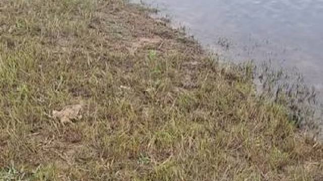 #国外视频分享 #奇妙的动物 #野生动物零距离