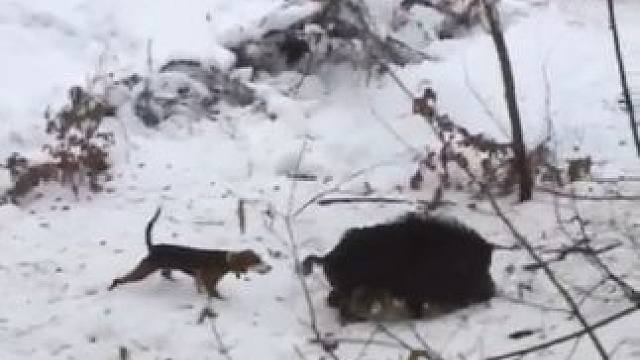 两条猎犬能抓住野猪吗#国外视频分享 #野生动物零距离 #野猪