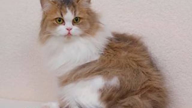 #乖宠说零食罐 大块鸡丝让猫猫更加满足，而且优惠的活动不是天天都有的呀#猫猫 #猫主子