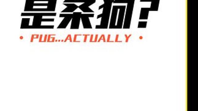 本是6.4分的烂片，竟被这条狗给拯救了！ #感人 #萌宠 #我的冤家是条狗 #电影解说