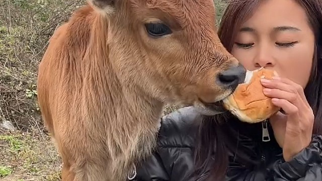 小牛犊好可爱[赞]