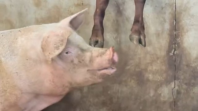 二师兄也有这爱好？