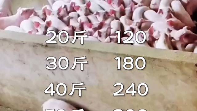 2月29日仔猪今日行情