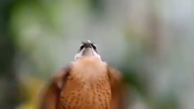 这也是恋爱脑？