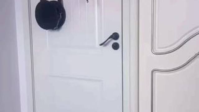 今天给客户找只马犬 真心交个朋友#马犬 #帮粉丝找狗