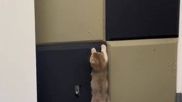 气死我了，还抓不住！#金渐层