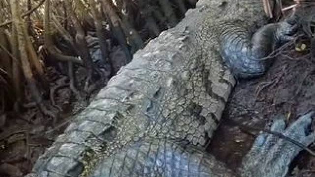 近距离观察鳄鱼#国外视频分享 #野生动物零距离  #专业操作请勿模仿