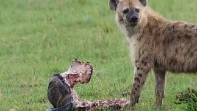 这对牛角不错#国外视频分享 #野生动物零距离 #鬣狗