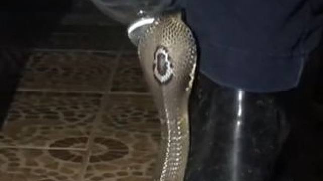 你踩我所以我咬你#国外视频分享 #野生动物零距离 #专业操作请勿模仿