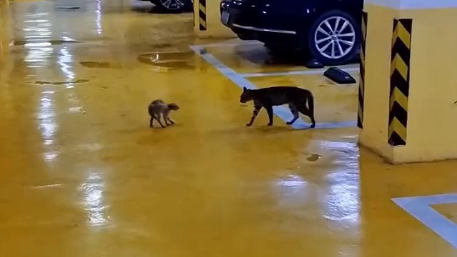 动物界也是一个小社会！