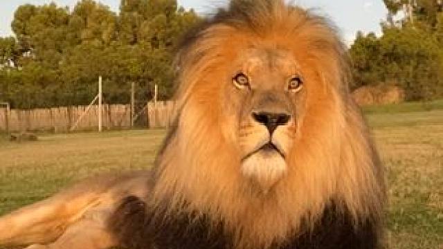 #国外视频分享 #野生动物零距离 #狮子