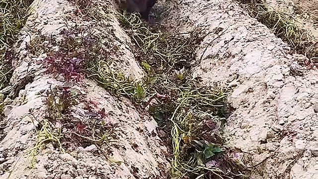 这就是老农民的工作，太幸苦了[赞]