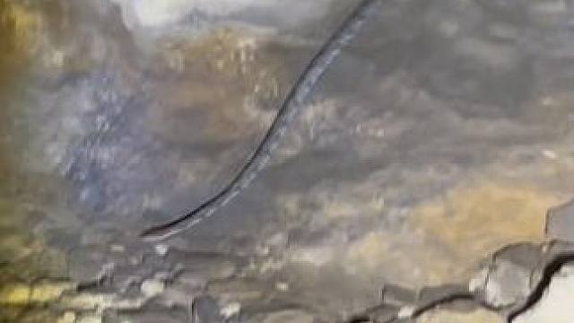 探秘龙地洞，真的遇见王蛇#真实户外 #洞穴探秘 #惊险刺激 #探索发现