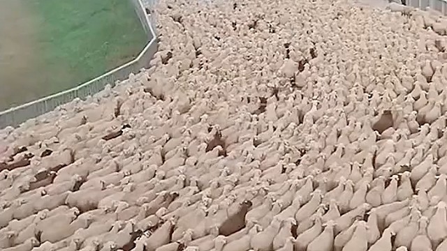 我如果有这多羊 这辈子就美了