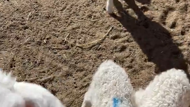 农村主持不能网恋吗