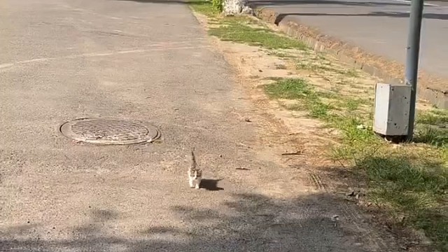 网友：恭喜你，再也不是没有猫的野人了！