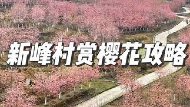 又发现一个小众且免费的赏樱花好地方，贵定新峰村赏樱花攻略#踏春赏花 #贵州赏花攻略 #樱花 #dou