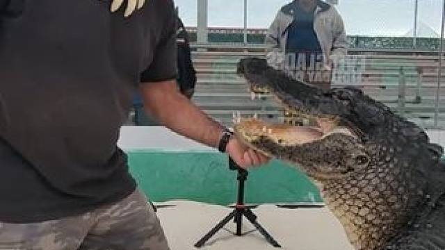 喂鳄鱼 #国外视频分享 #野生动物零距离 #专业操作请勿模仿