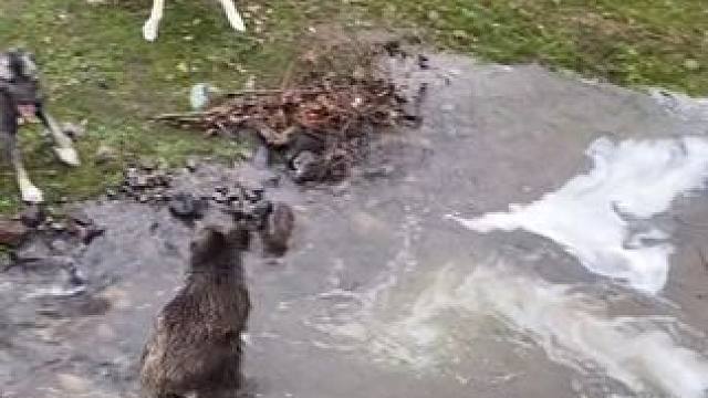 这头野猪有点瘦#国外视频分享 #野生动物零距离 #野猪泛滥