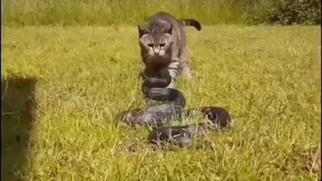 猫蛇之战