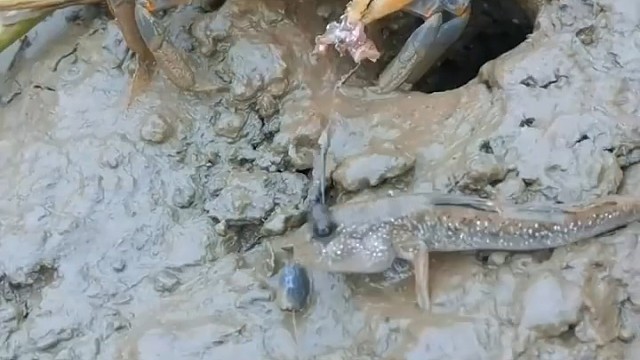 蟹老弟表演绝活！
网友：没想到这么灵活！