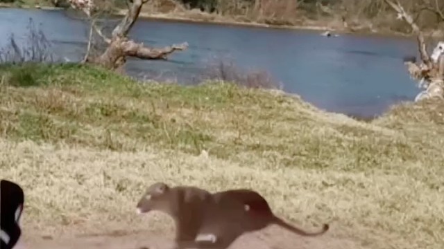 羚羊这对角没有白长[赞]