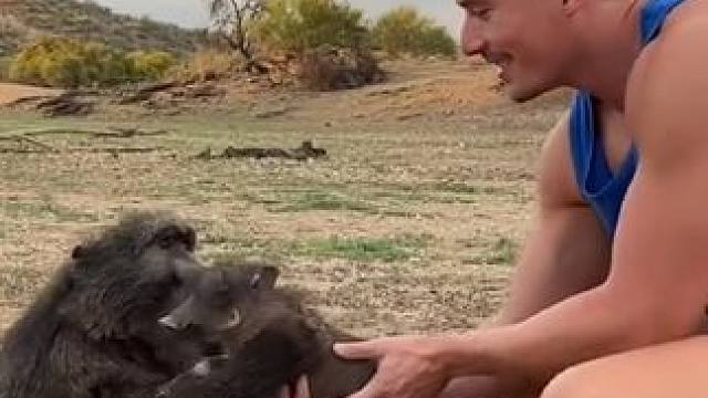 狒狒抱疣猪蓬蓬 #国外视频分享 #奇妙的动物 #野生动物零距离