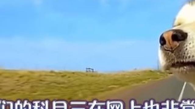 动物界科目三舞蹈～#科目三动物版