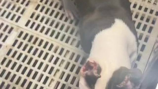 斯塔福幼犬 你喜欢什么颜色的#斯塔福 #萌宠 #这样的小奶狗谁不爱 #宠萌